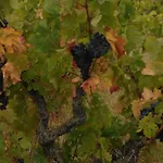 Domaine De Nidoleres
