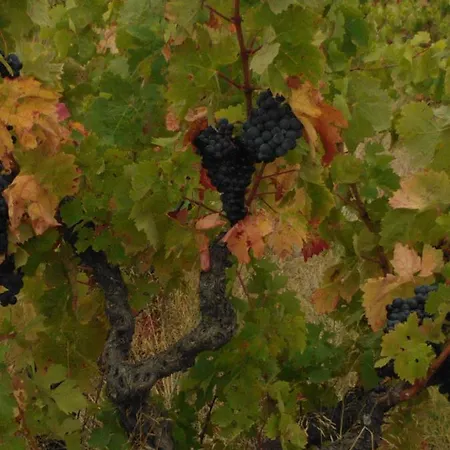 Domaine De Nidolères
