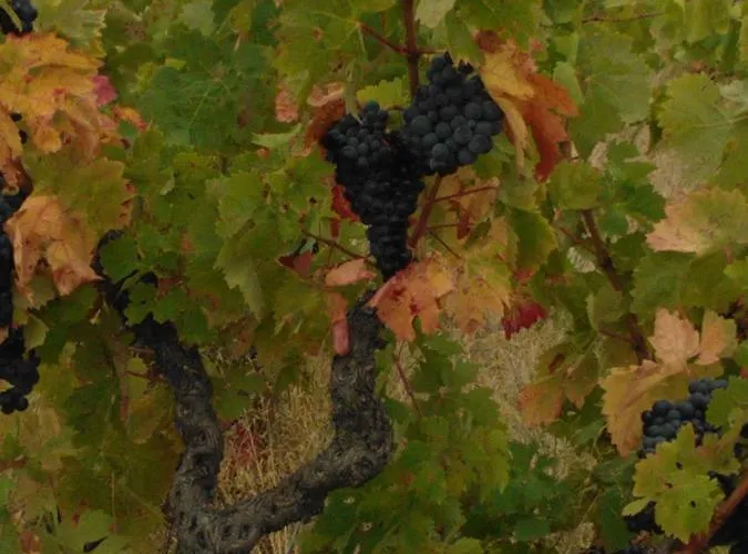 Domaine De Nidoleres